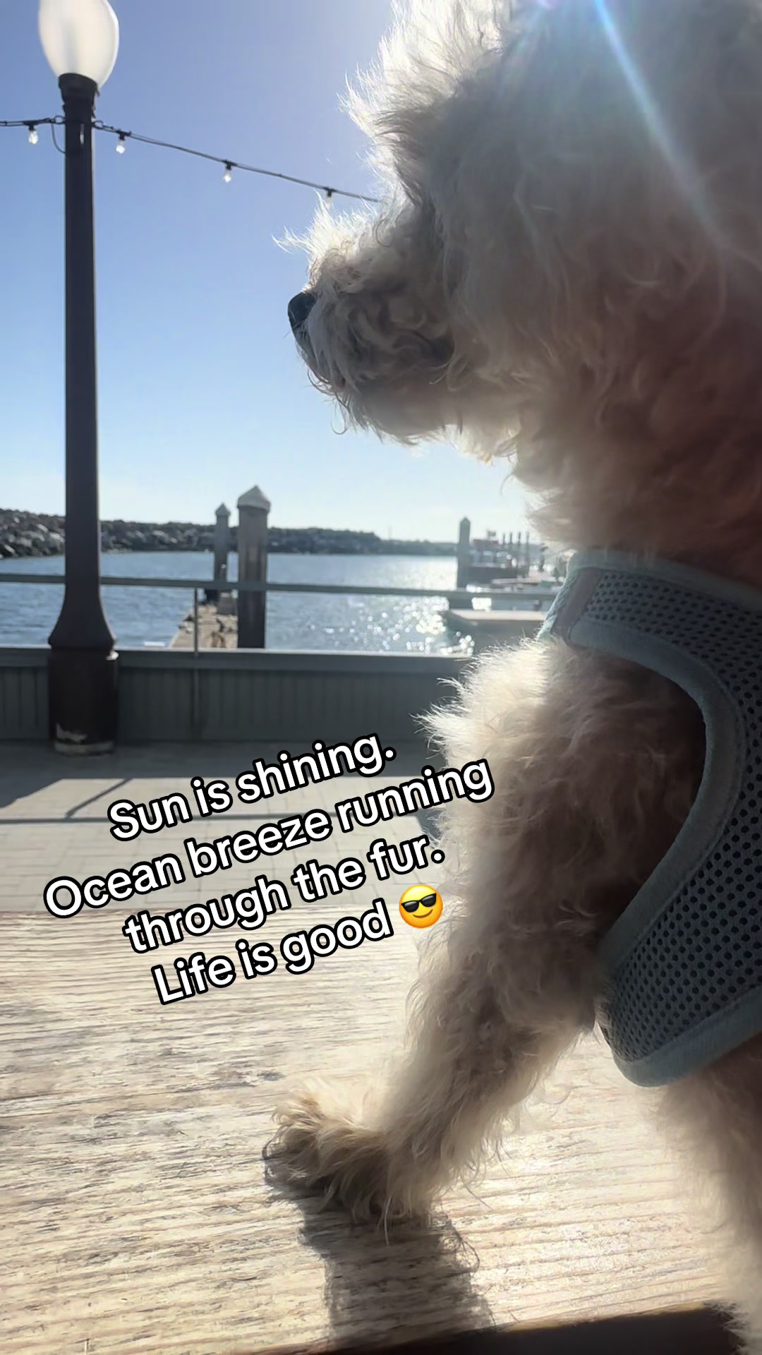 @He Was A PoodleBoi