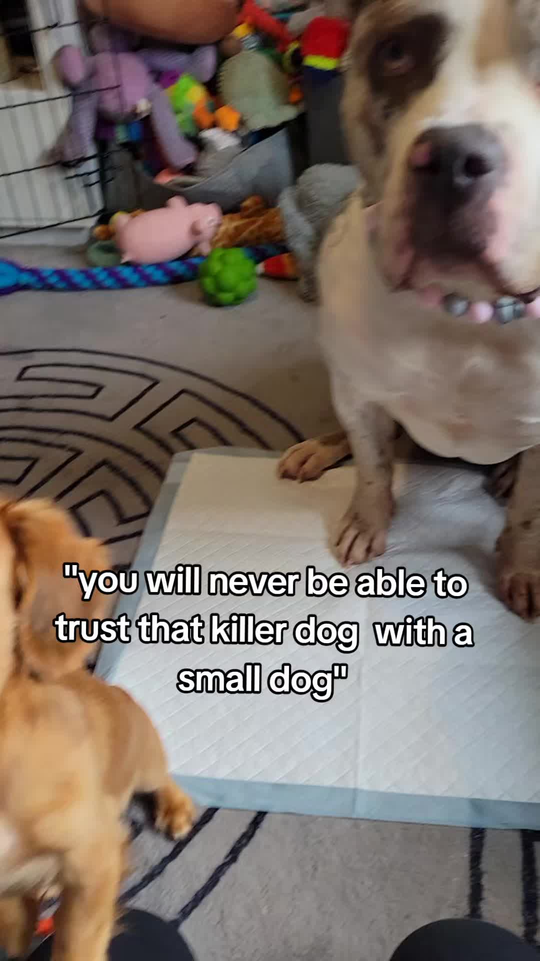 @kirsty+starlight the xl bully