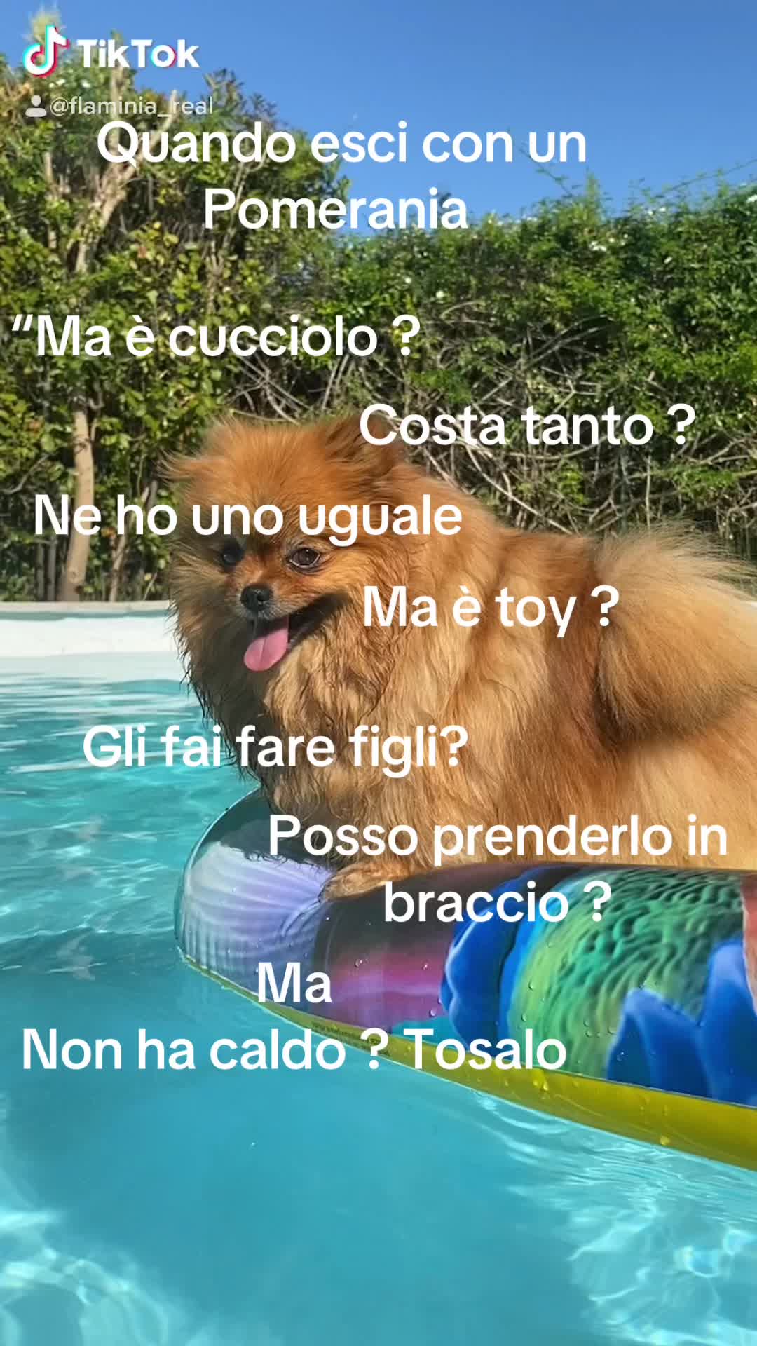 @Flamy Pomerania
