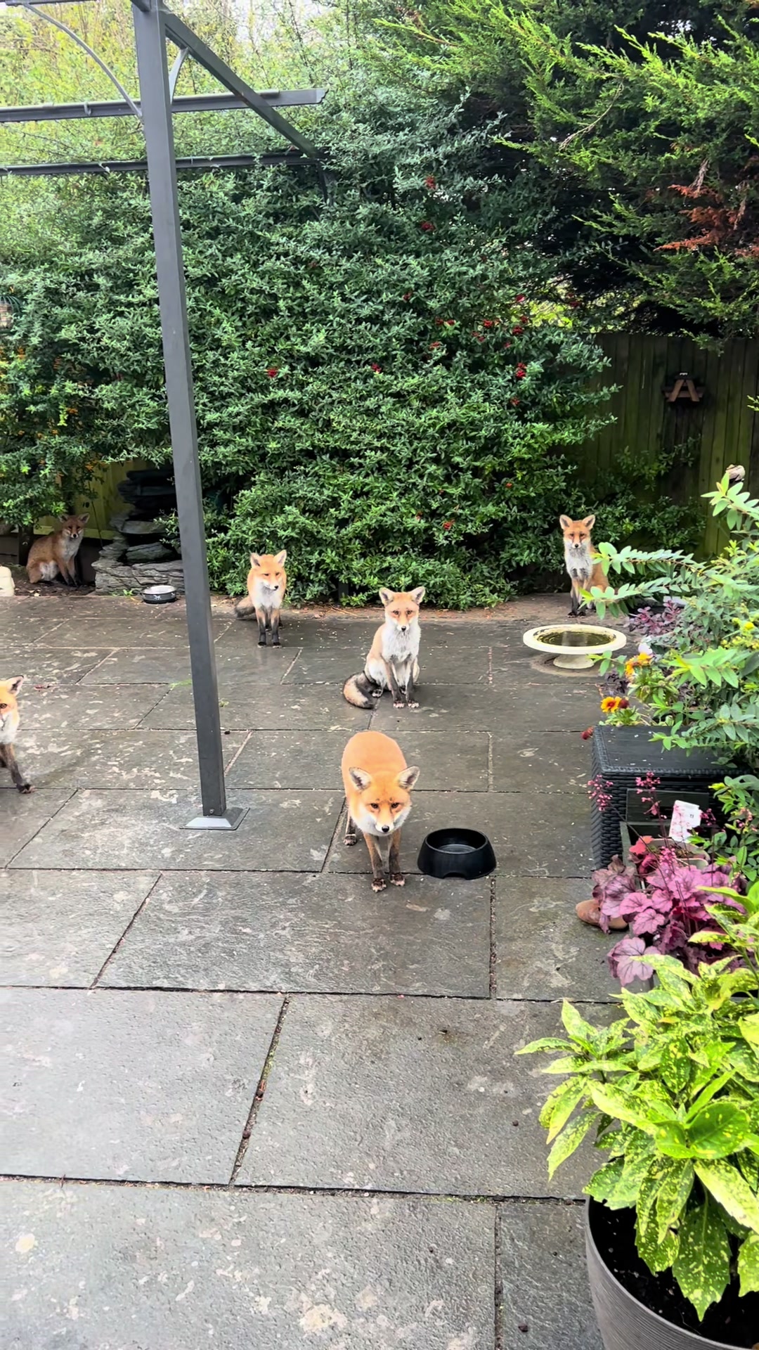 @gp_foxes