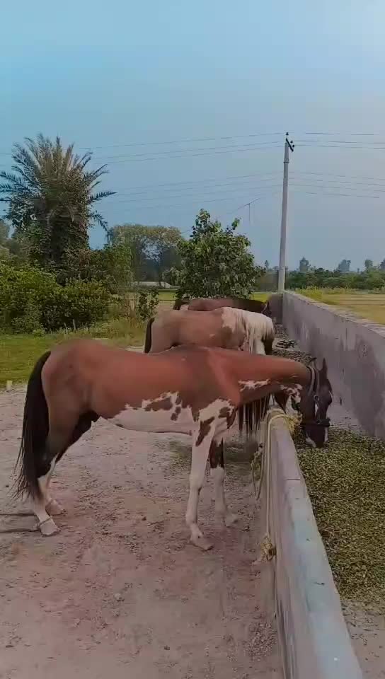 @مہر عامر سہیل لک🐎🏆🥂