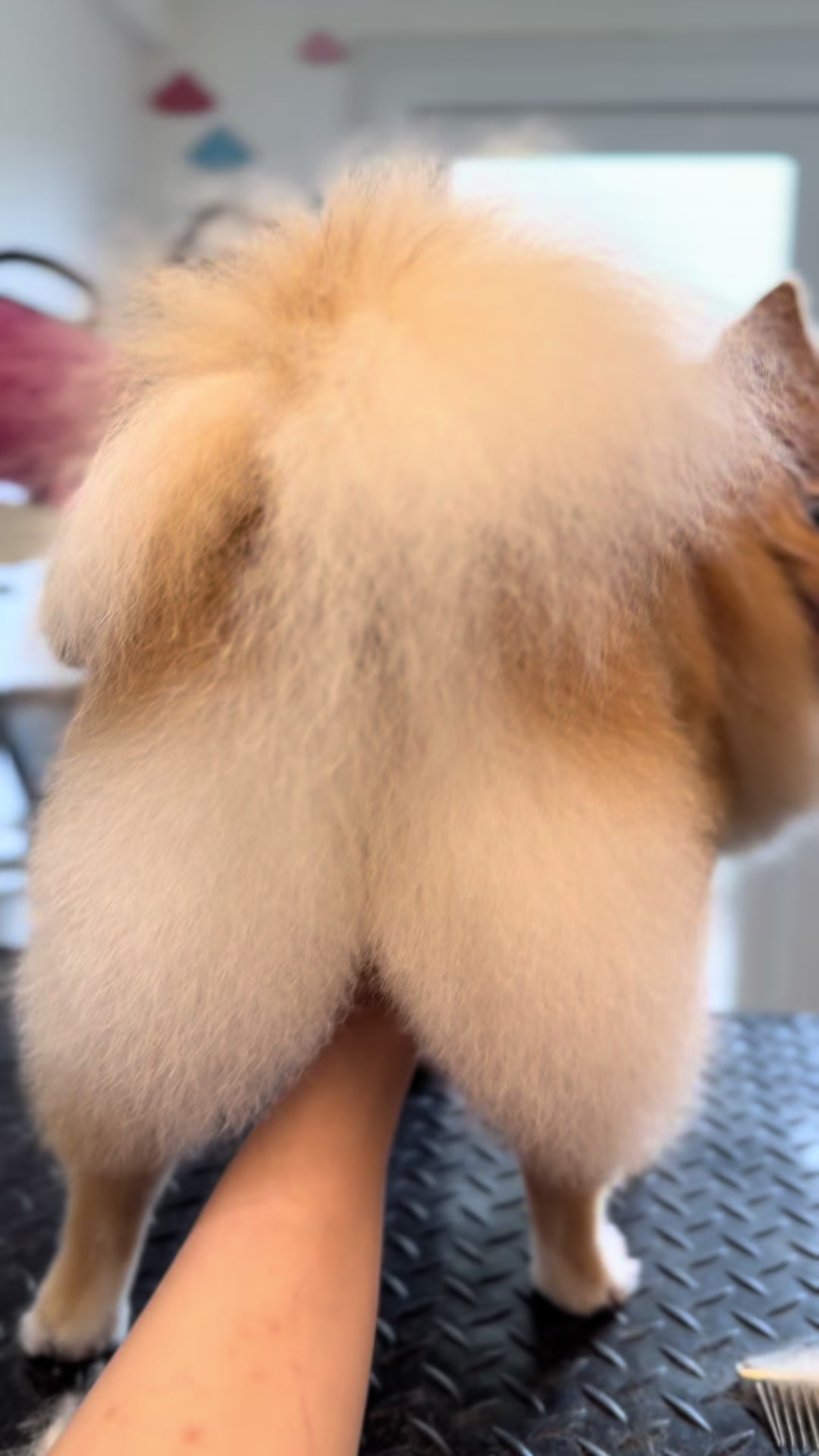 @CheekyCharms🐾