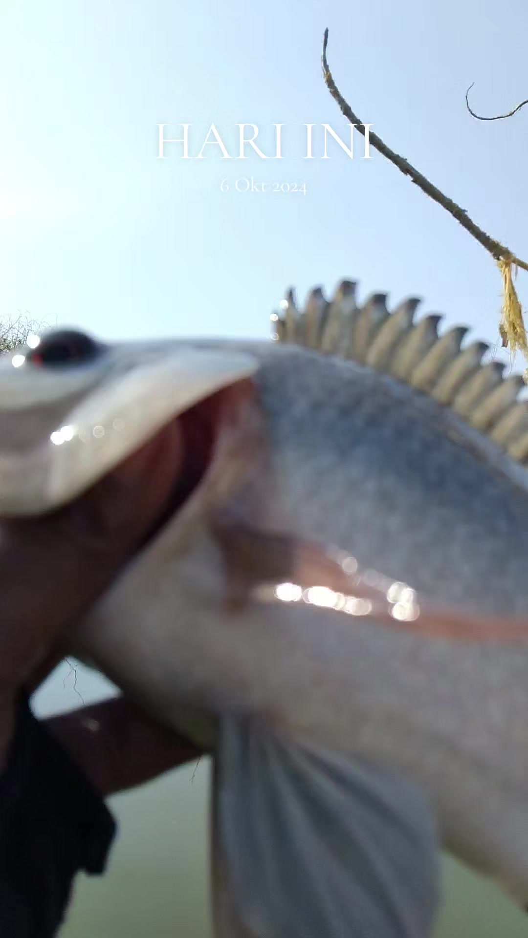 @MAFIA FISHING