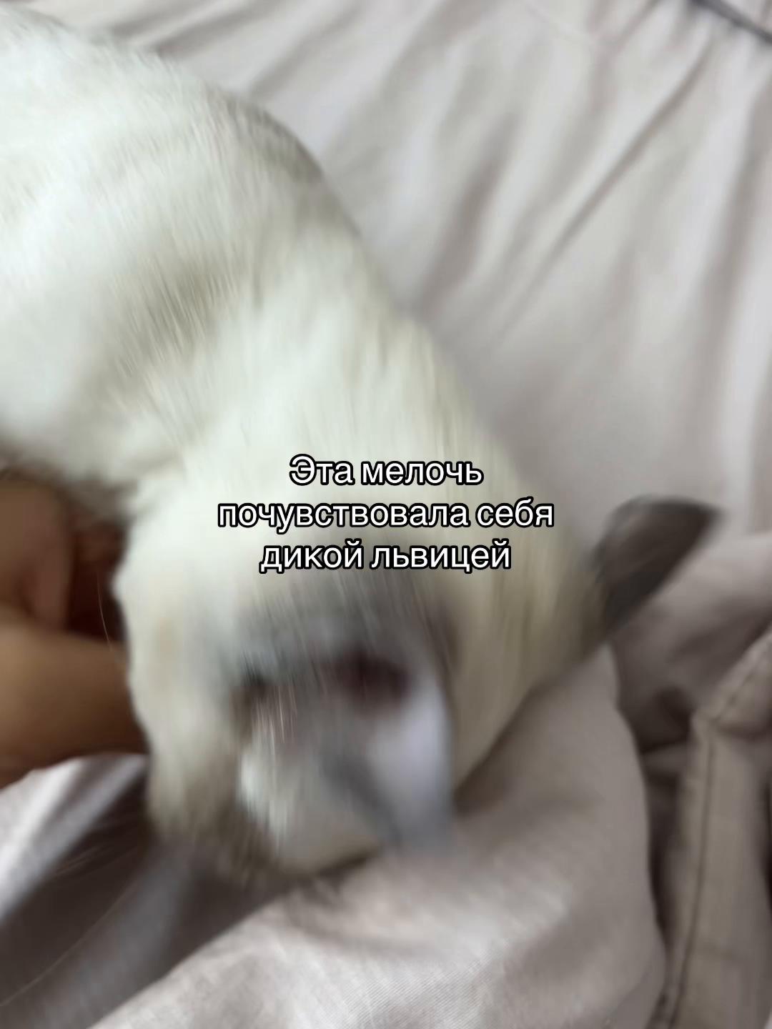 @🥝Kivi🥝