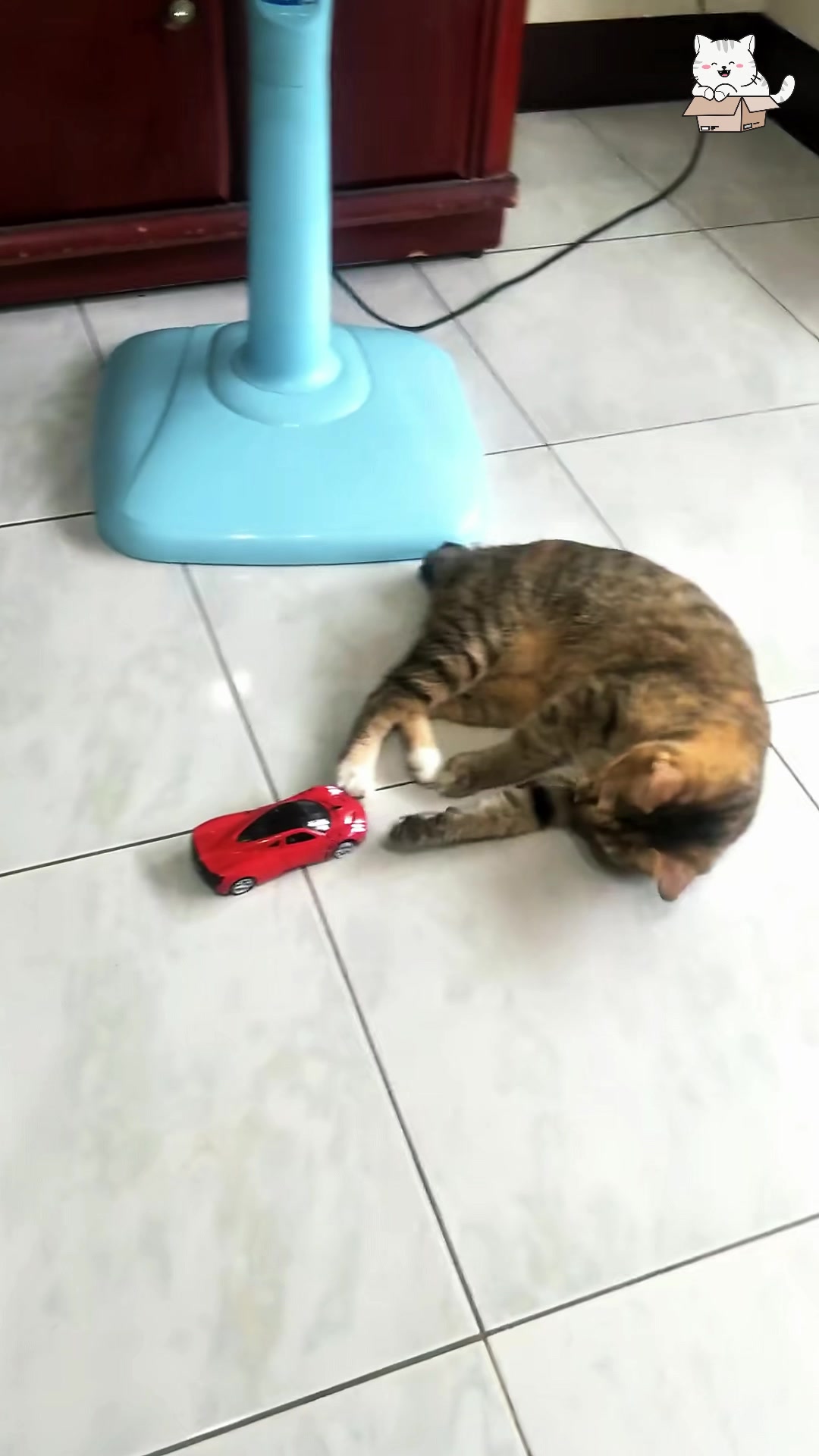 @dogandcattk2