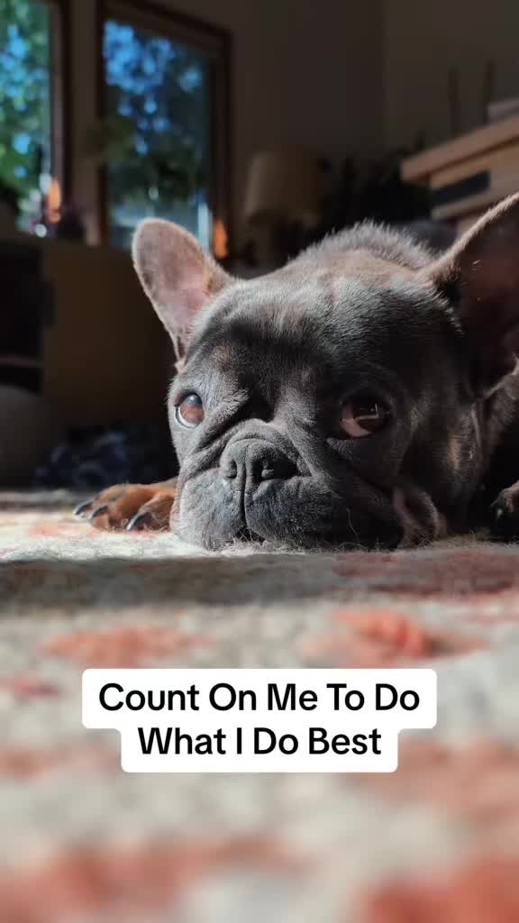 @Maki&ensp;the&ensp;Frenchie