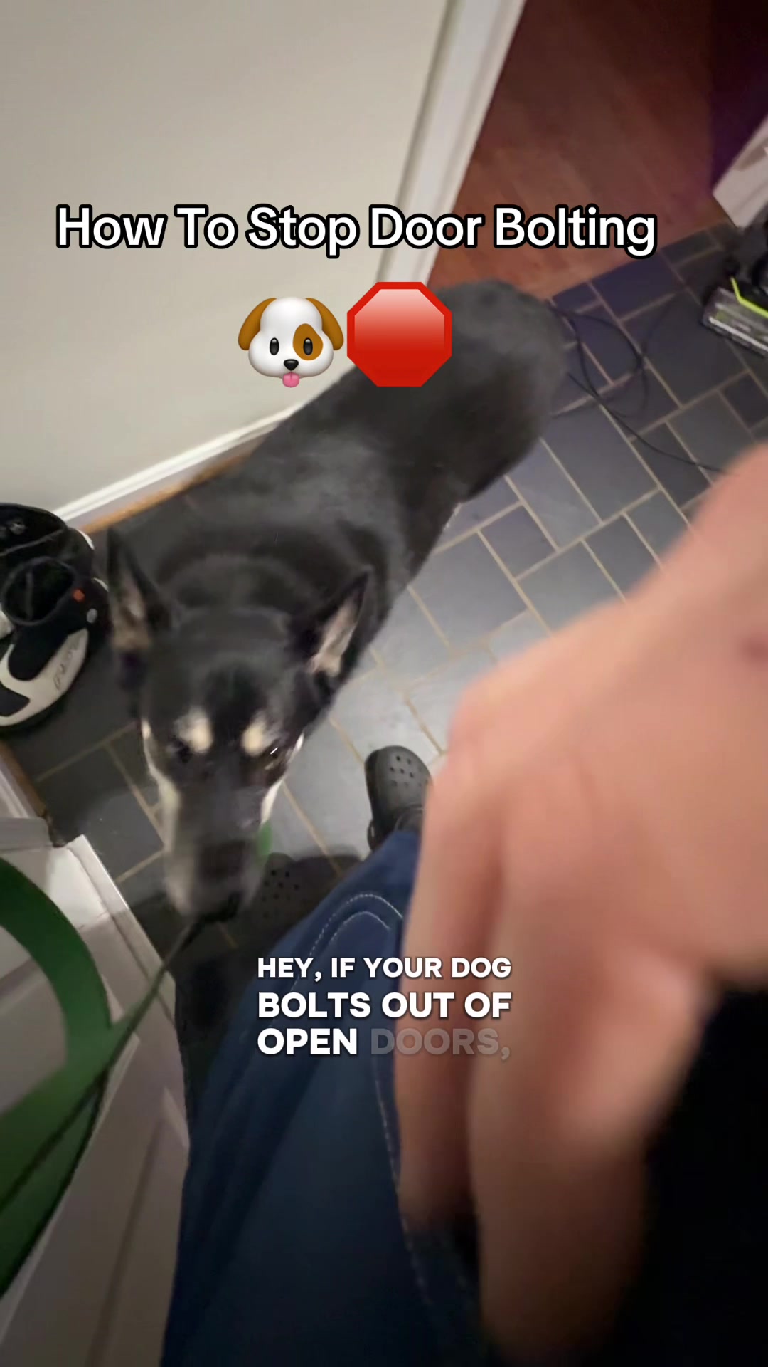 @Best Buddy Dog Trainer LLC