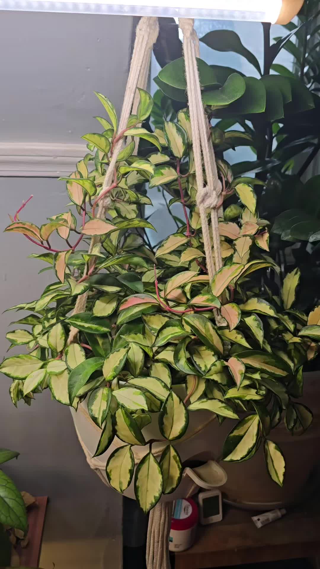 @JT - BigEGOPlants