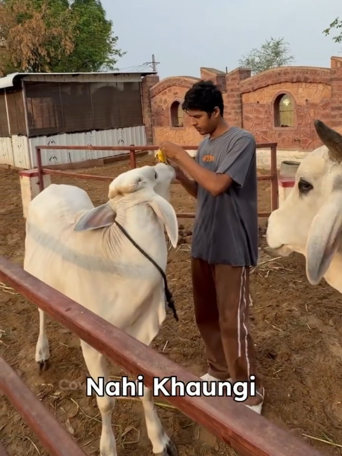 @cows_b_like