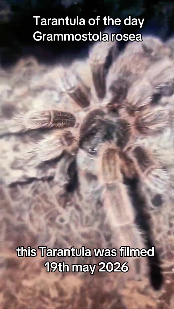 @robs BIG SPIDERS!!!