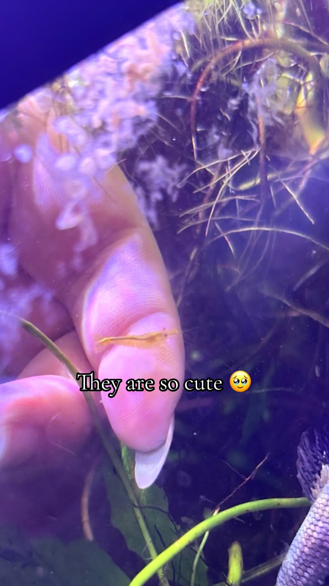 @Bettasbloom˚⊱🪷⊰˚