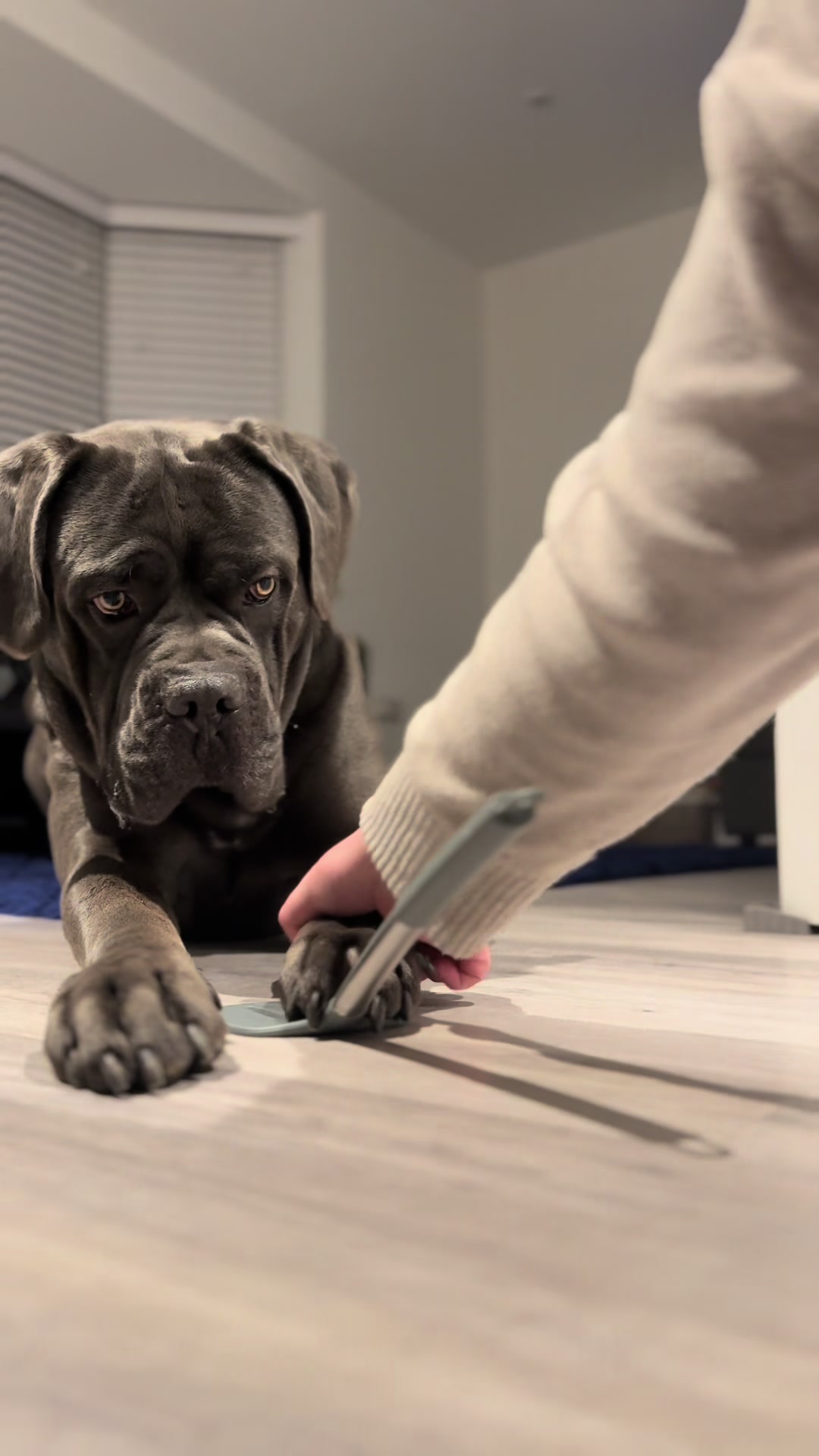 @murphy_the_cane_corso