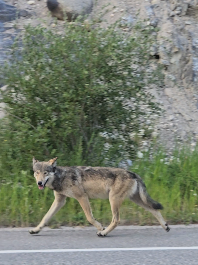 @Banff Trail Running & Wildlife