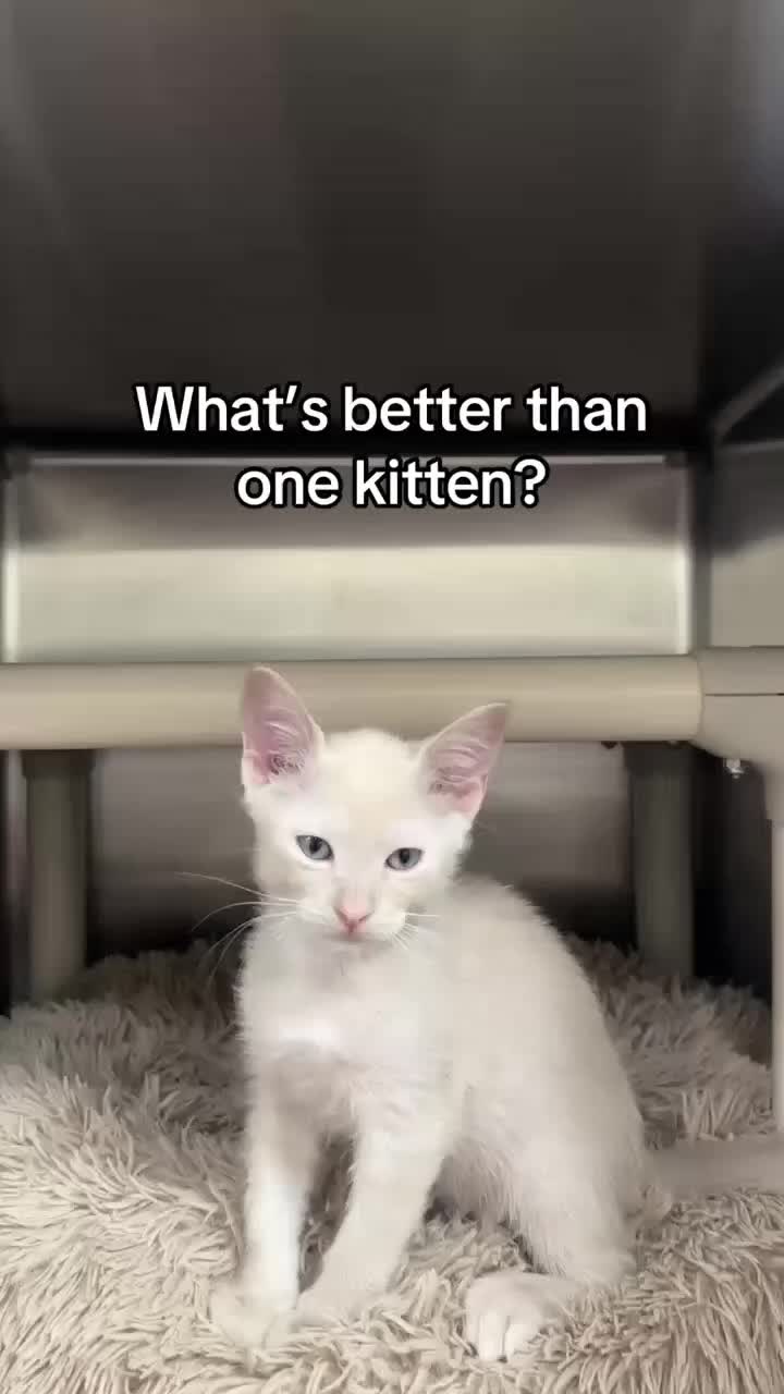 @love for all paws rescue