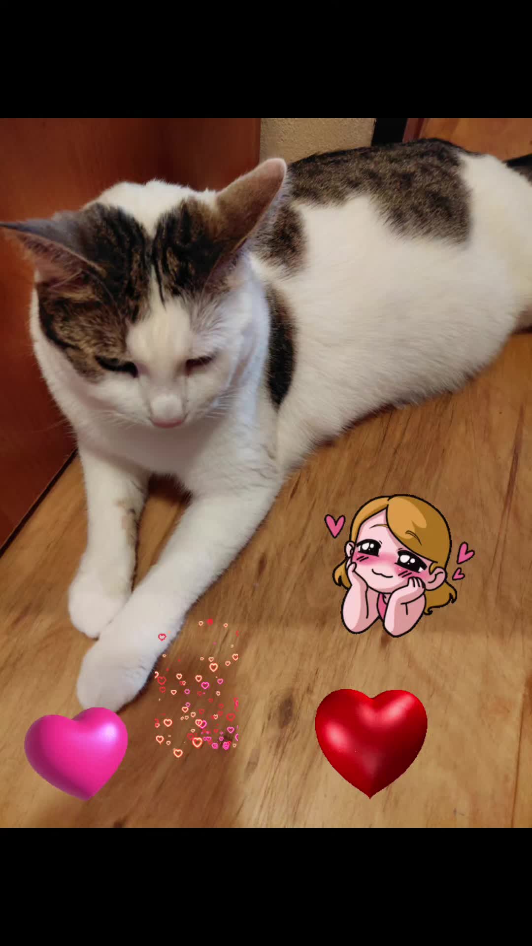 @kočka divoká