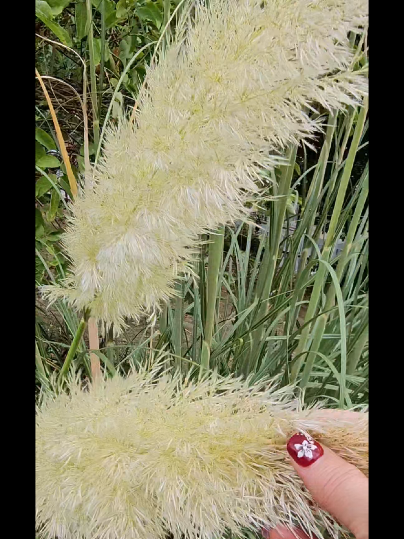 @Seli ⚘️⚘️