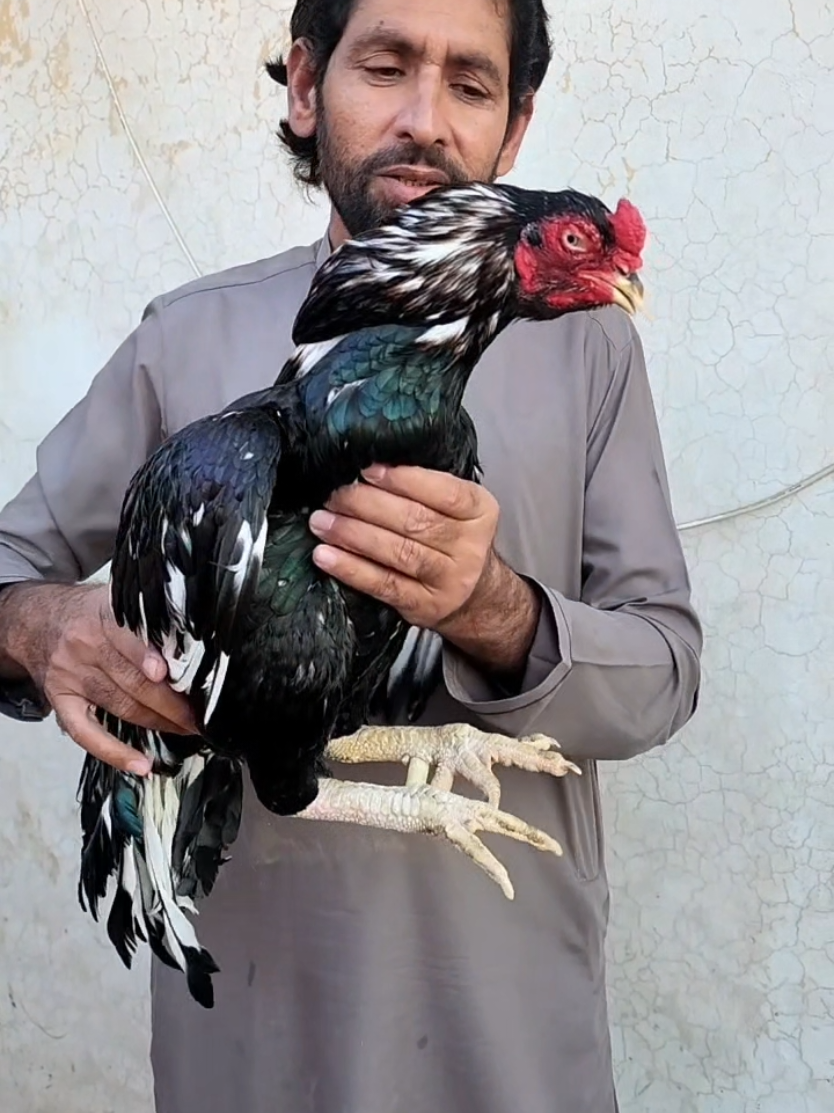 @Sajjad Aseel Farm