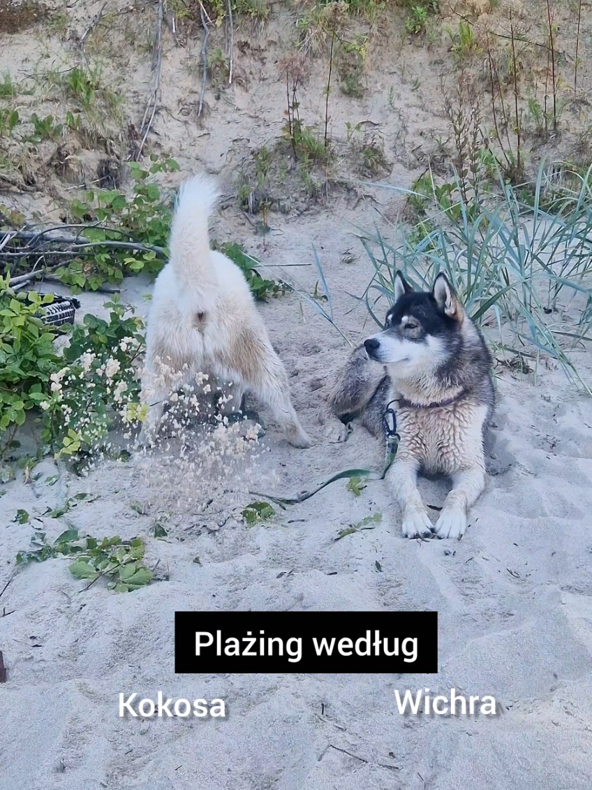@husky.ananaski