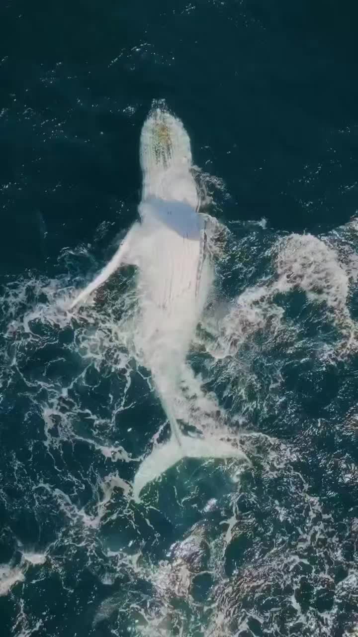 @Whale - life in ocean