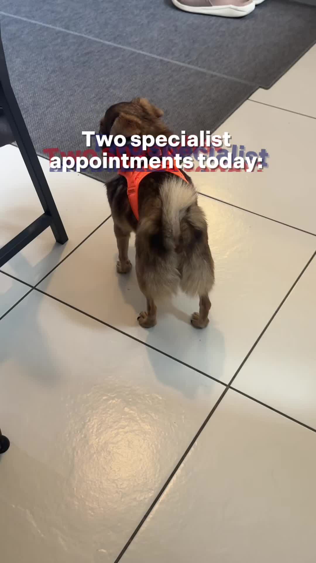 @ChilliThePug