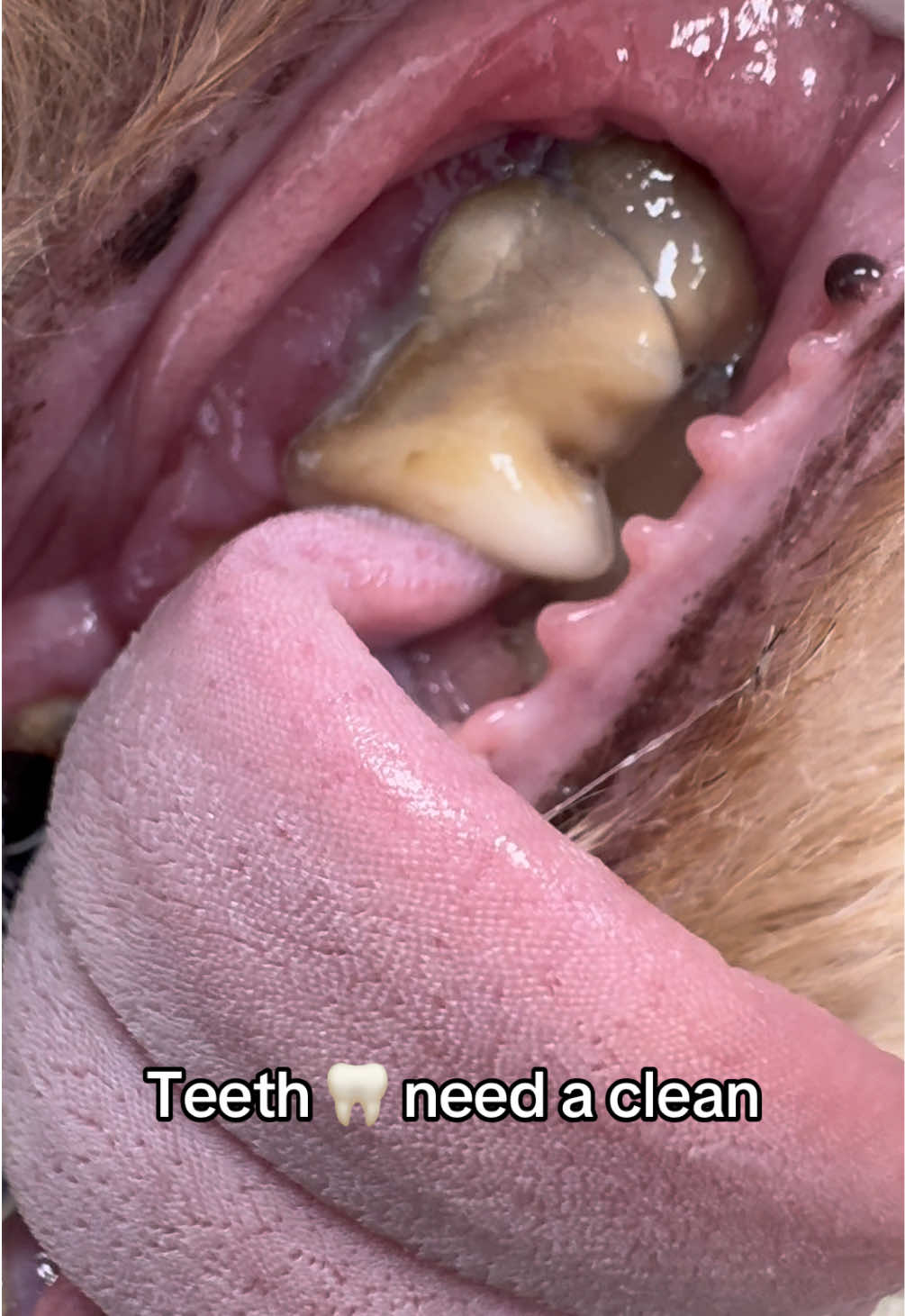 @Tomasthevet