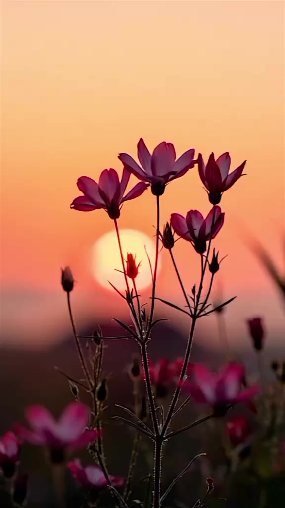 @🌹 ömrüm 🌹