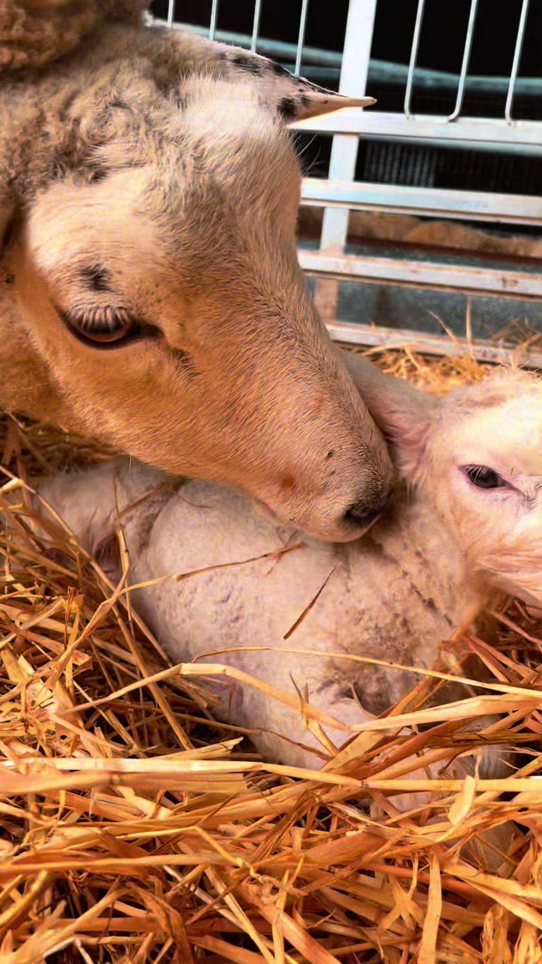 @Arnprior Farm