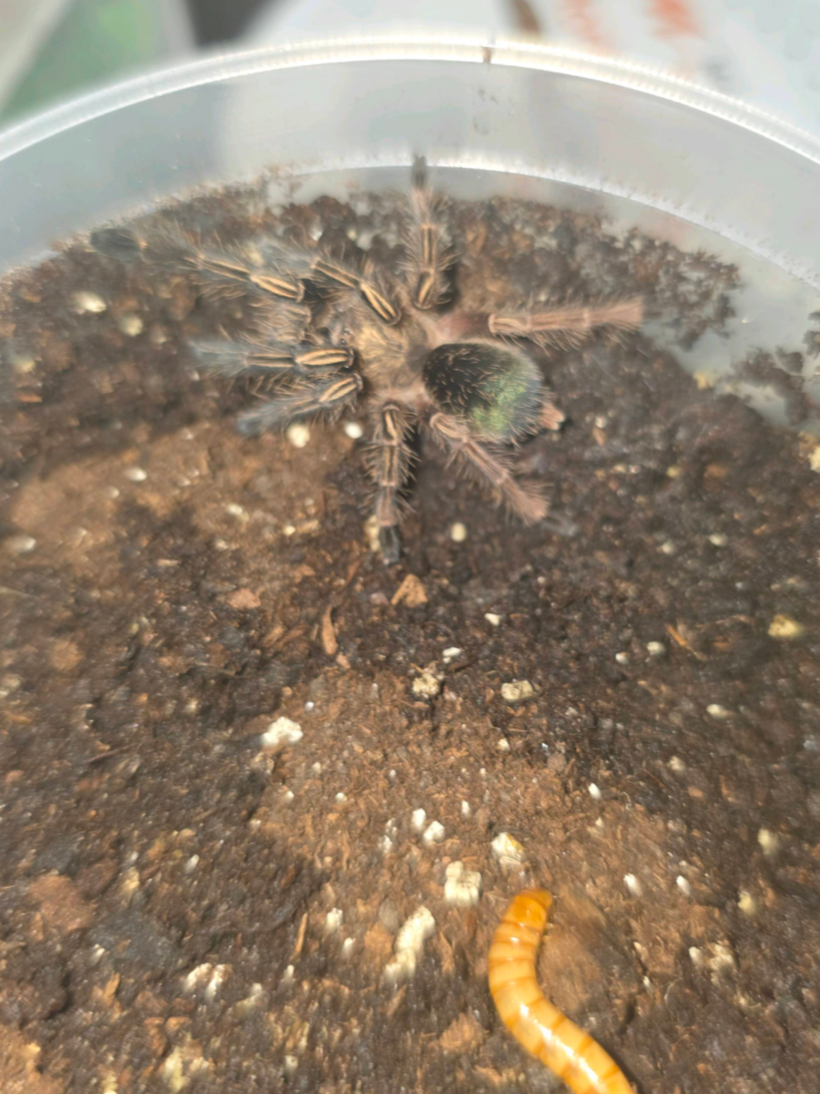 @robs BIG SPIDERS!!!
