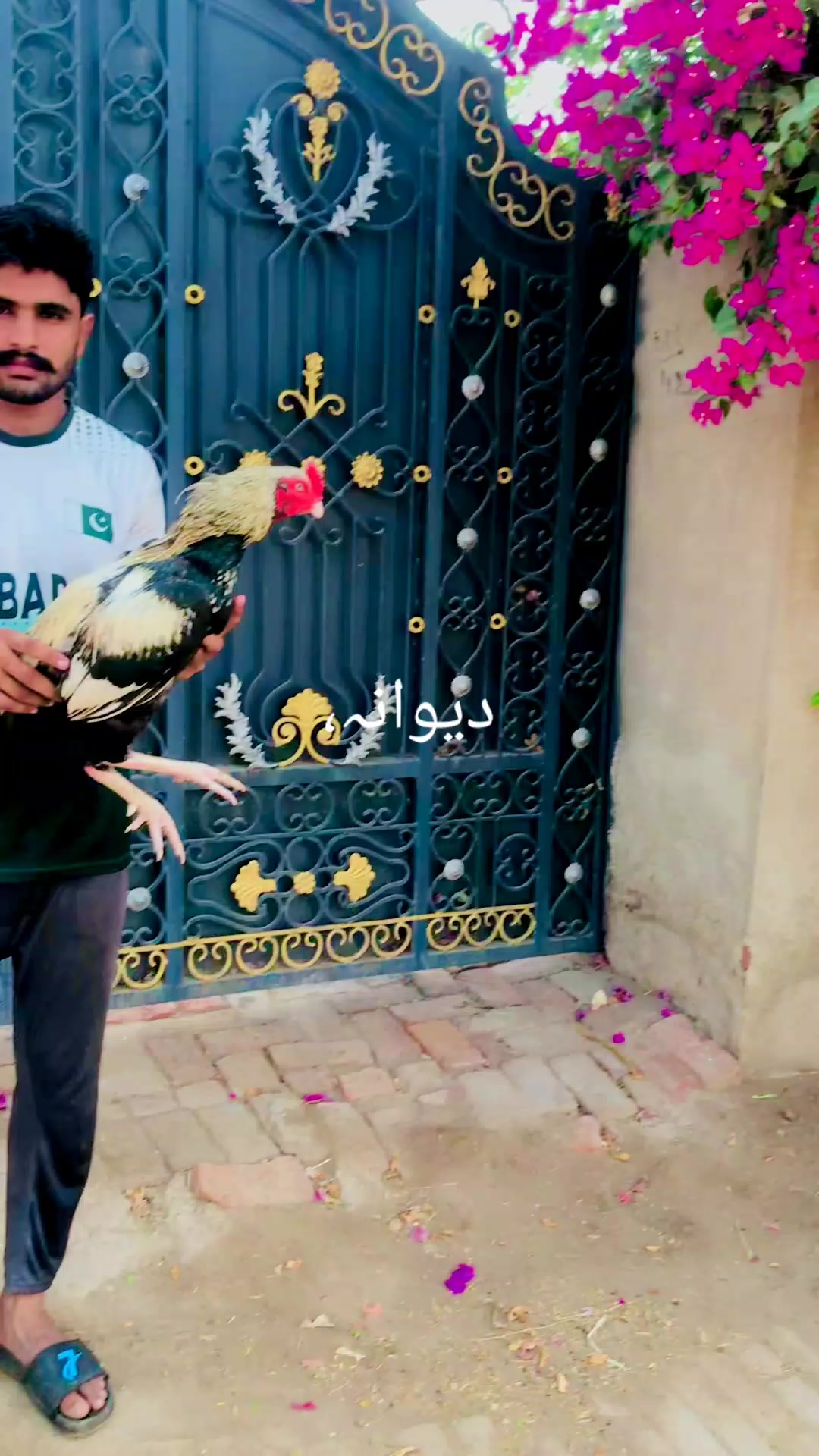 @Ali Nahra