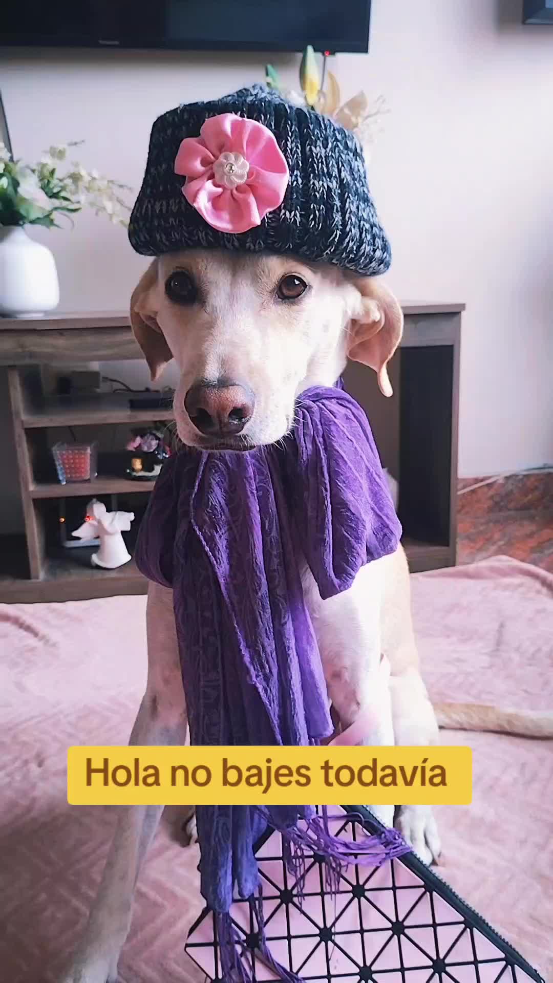@winnie ❤🦮