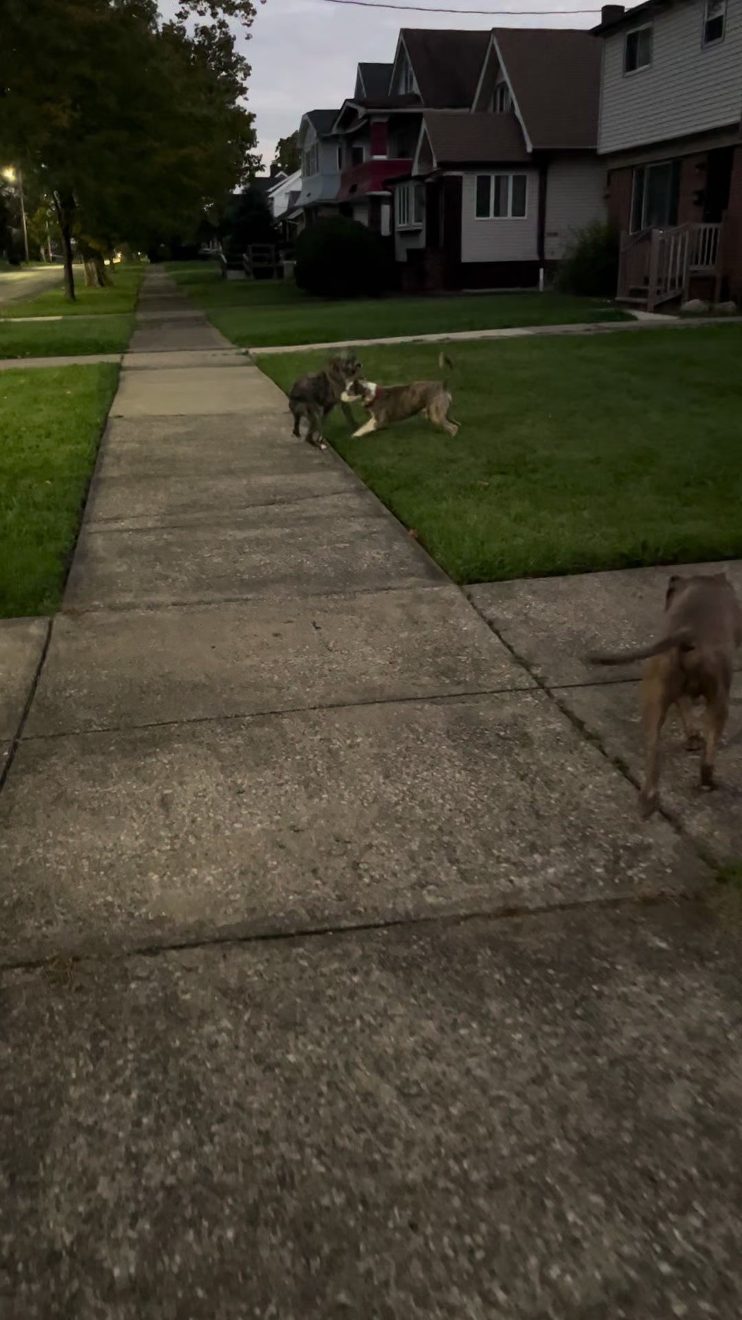 @Jay TheDog Trainer