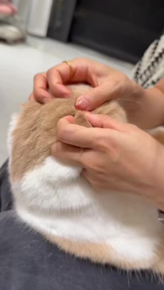 @CAT