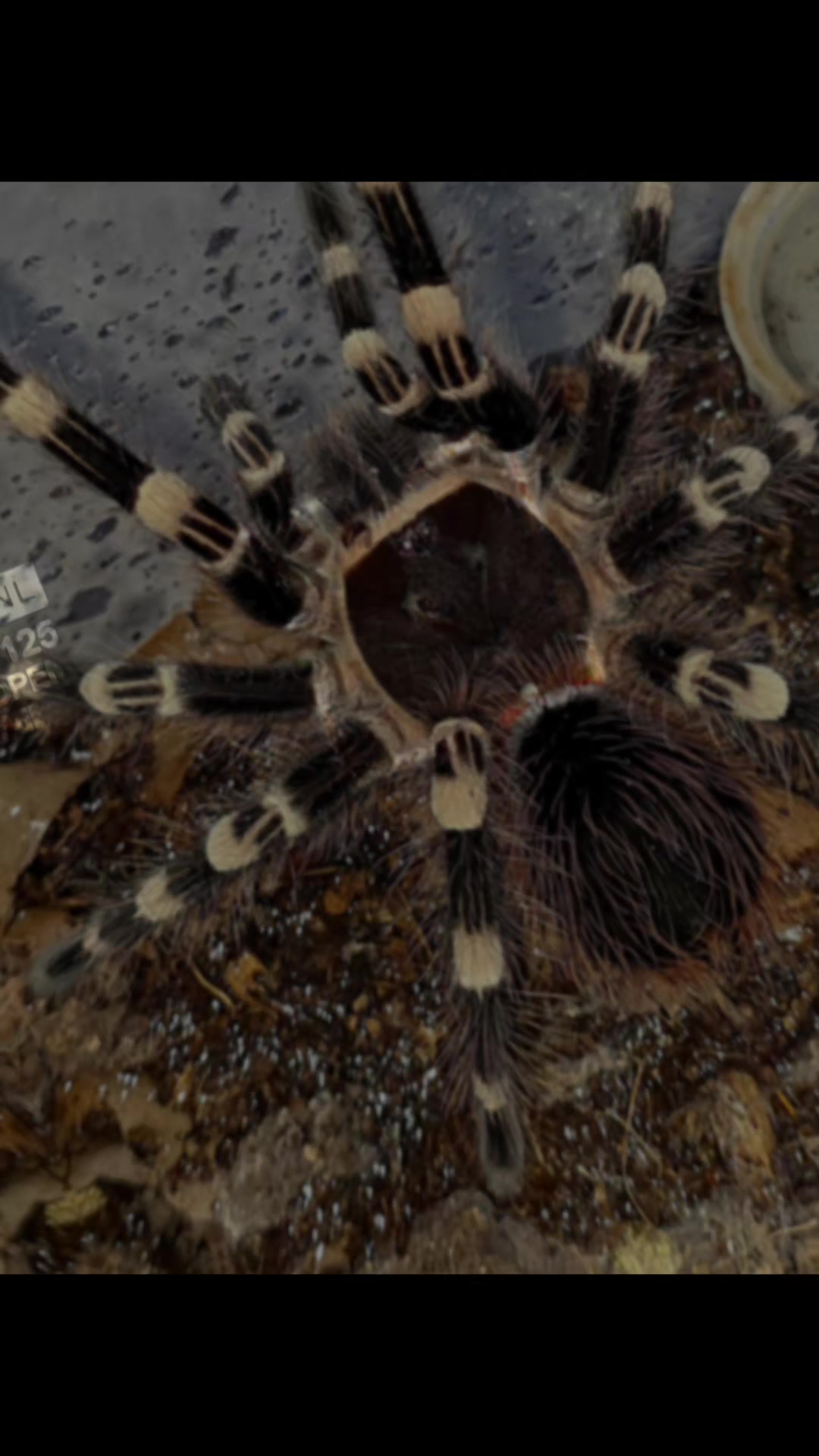 @selinas_spiders