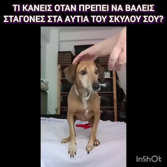 @dogtrainingbymelina