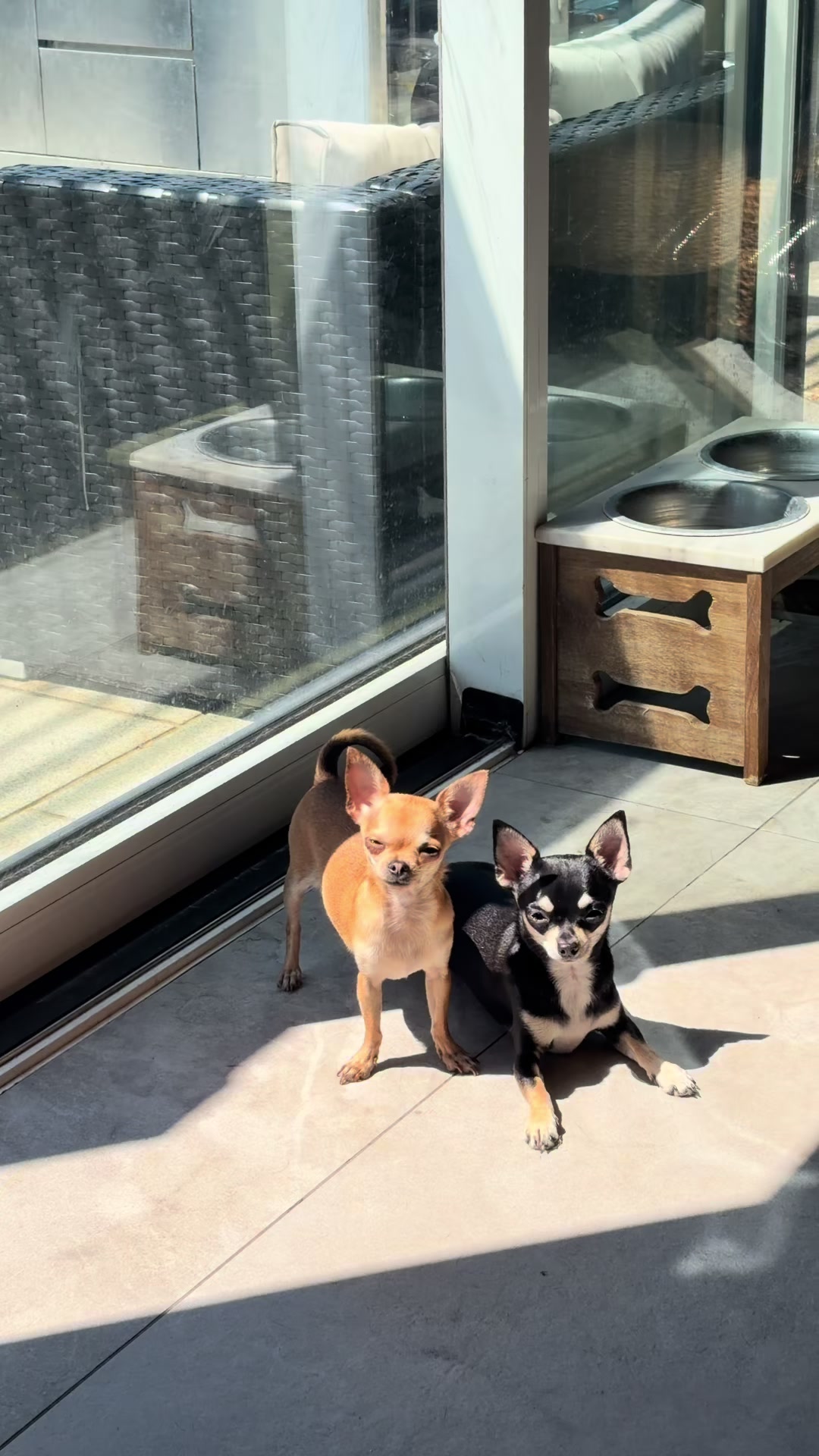@Suffolk Chihuahuas