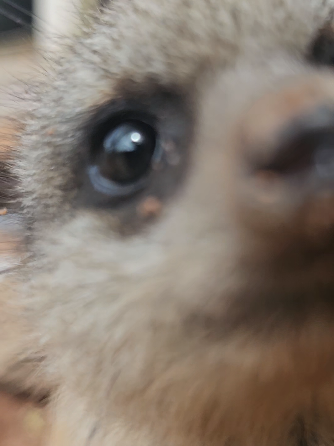 @Dartmoor Zoological Society