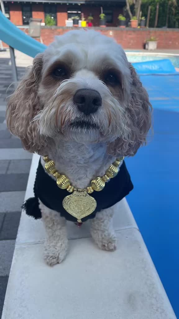 @My Cavachon