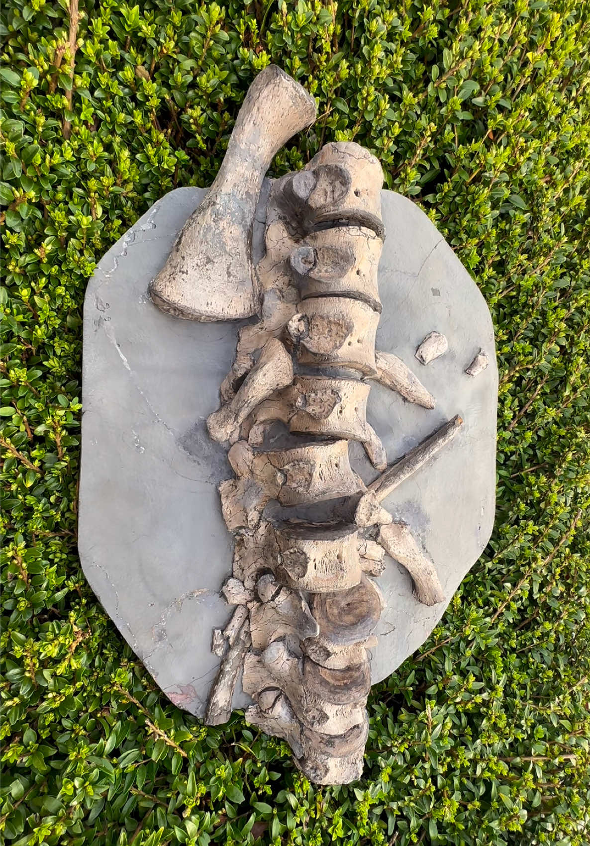 @yorkshire.fossils