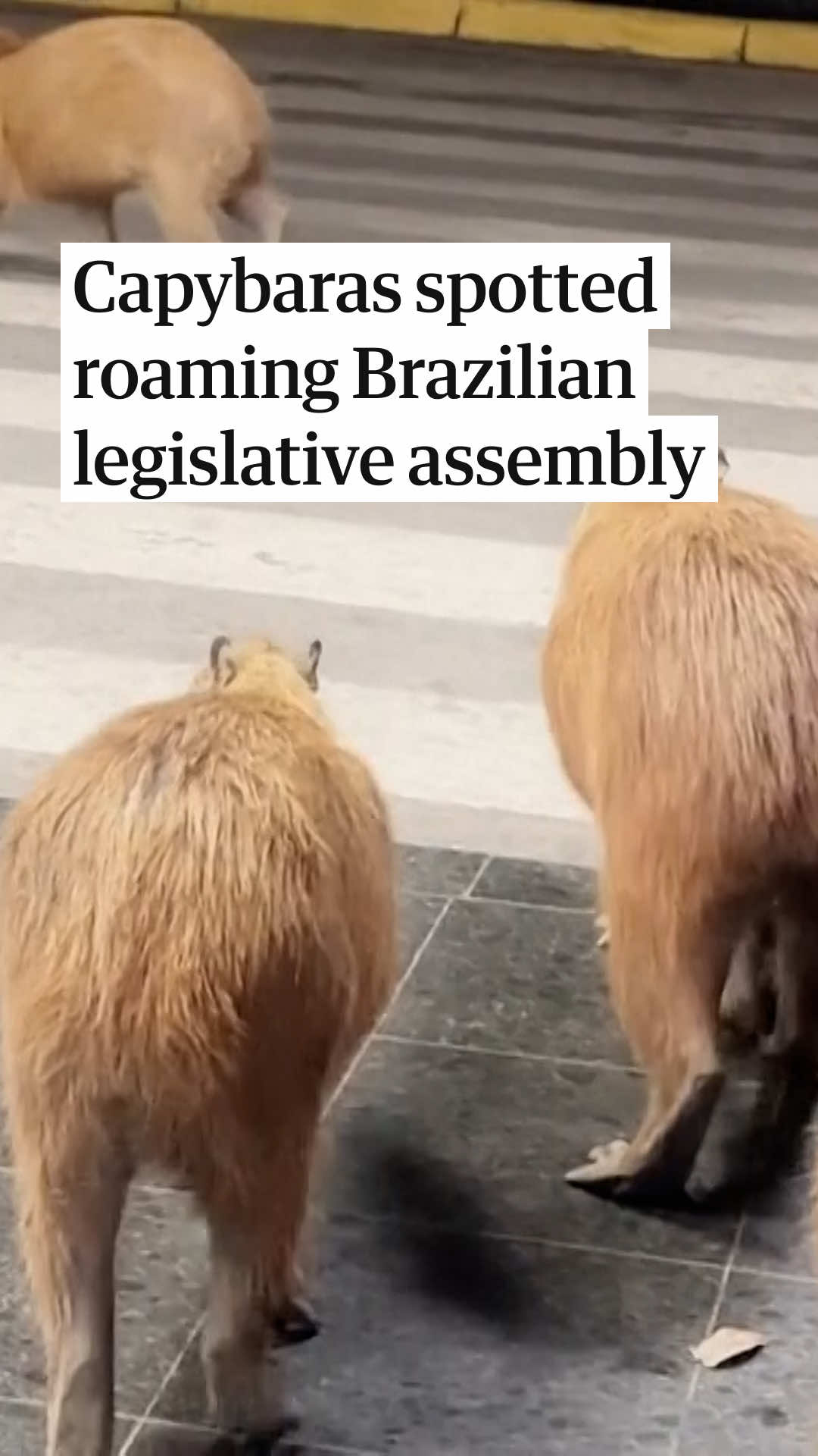 @The Guardian