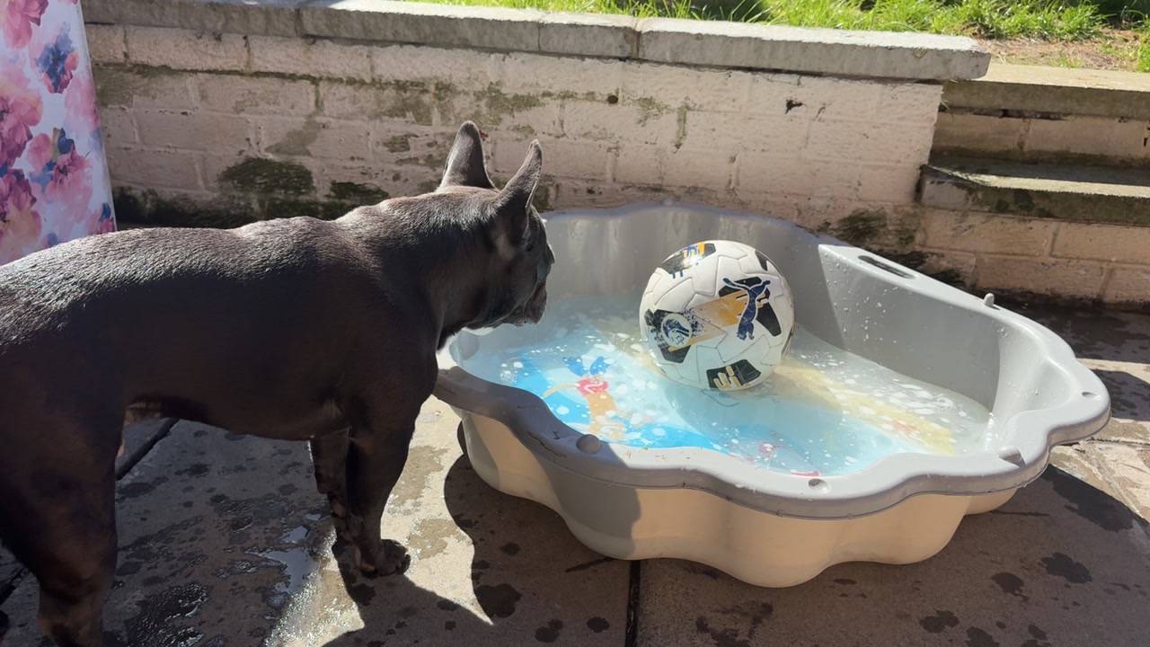 @Gizmo the frenchie & my humans