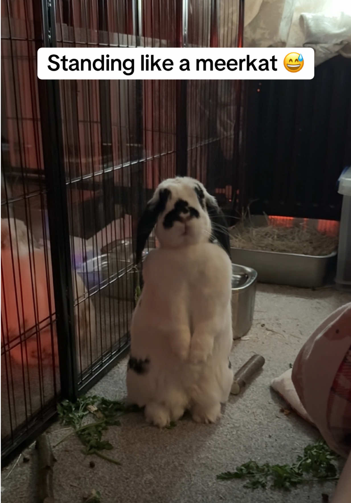@Bun, two, three, four