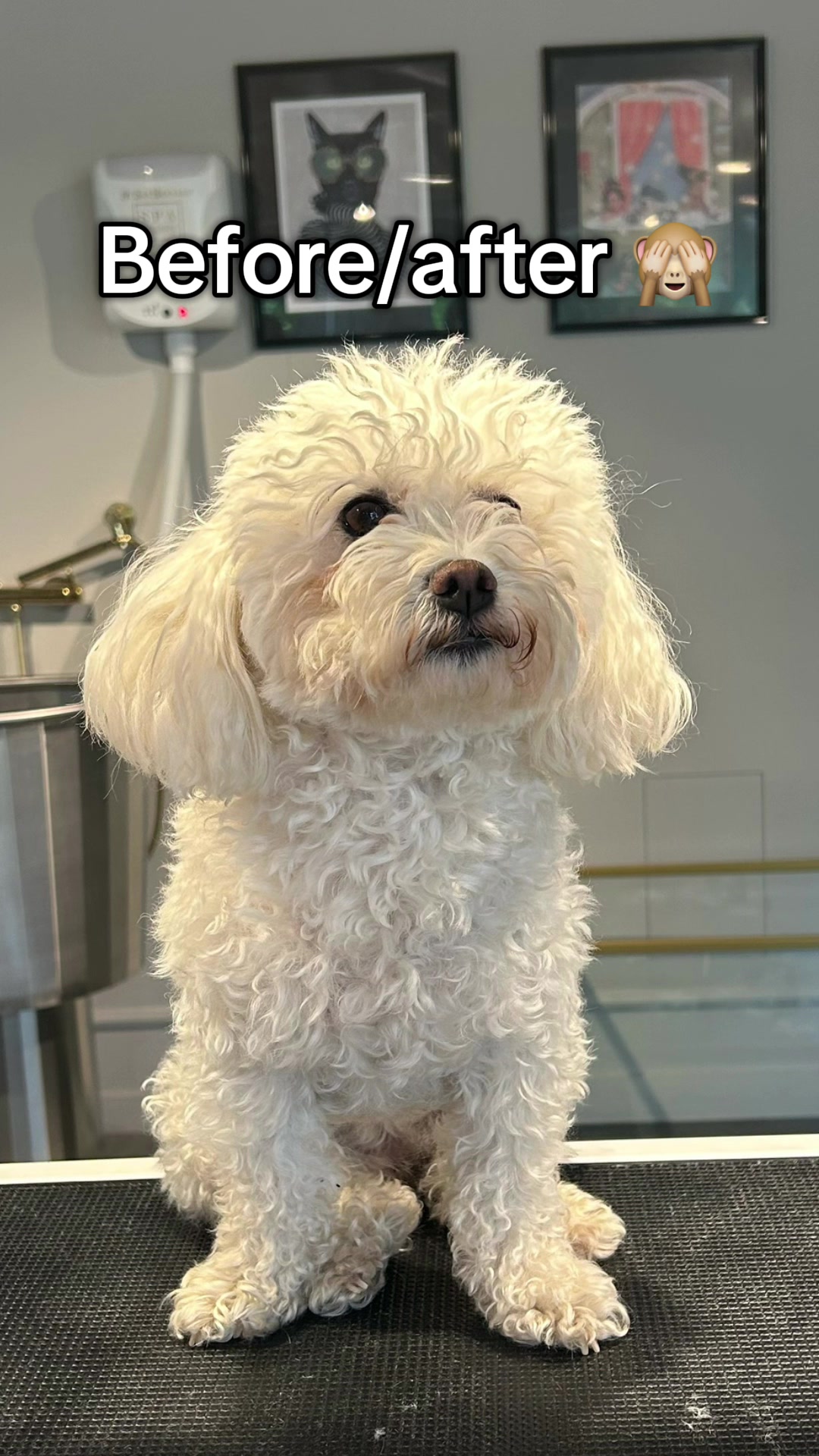 @PetStylist_Teti