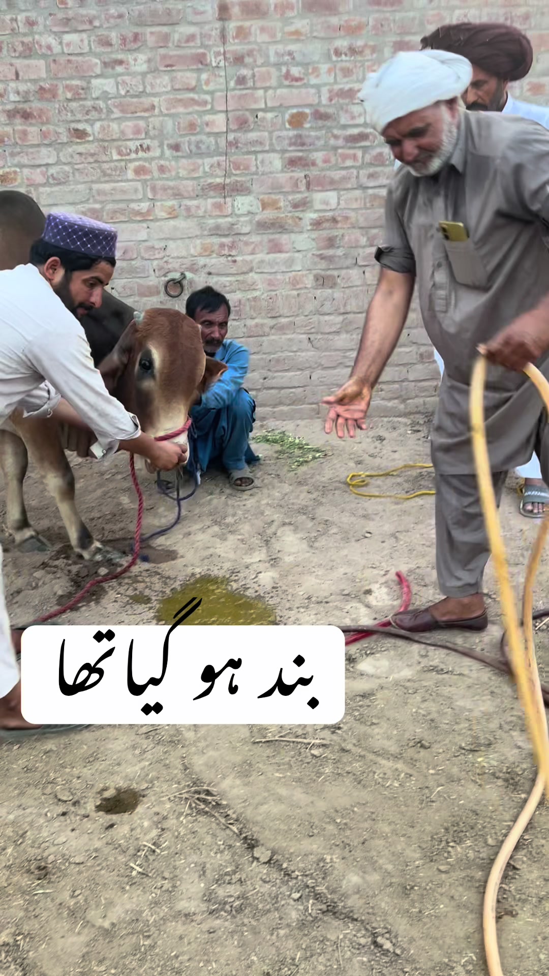 @پینڈو بوائز 378