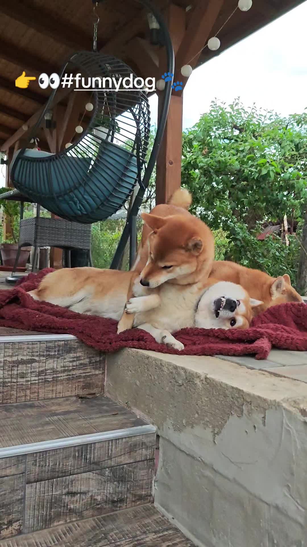 @Spirit of Asia Kennel