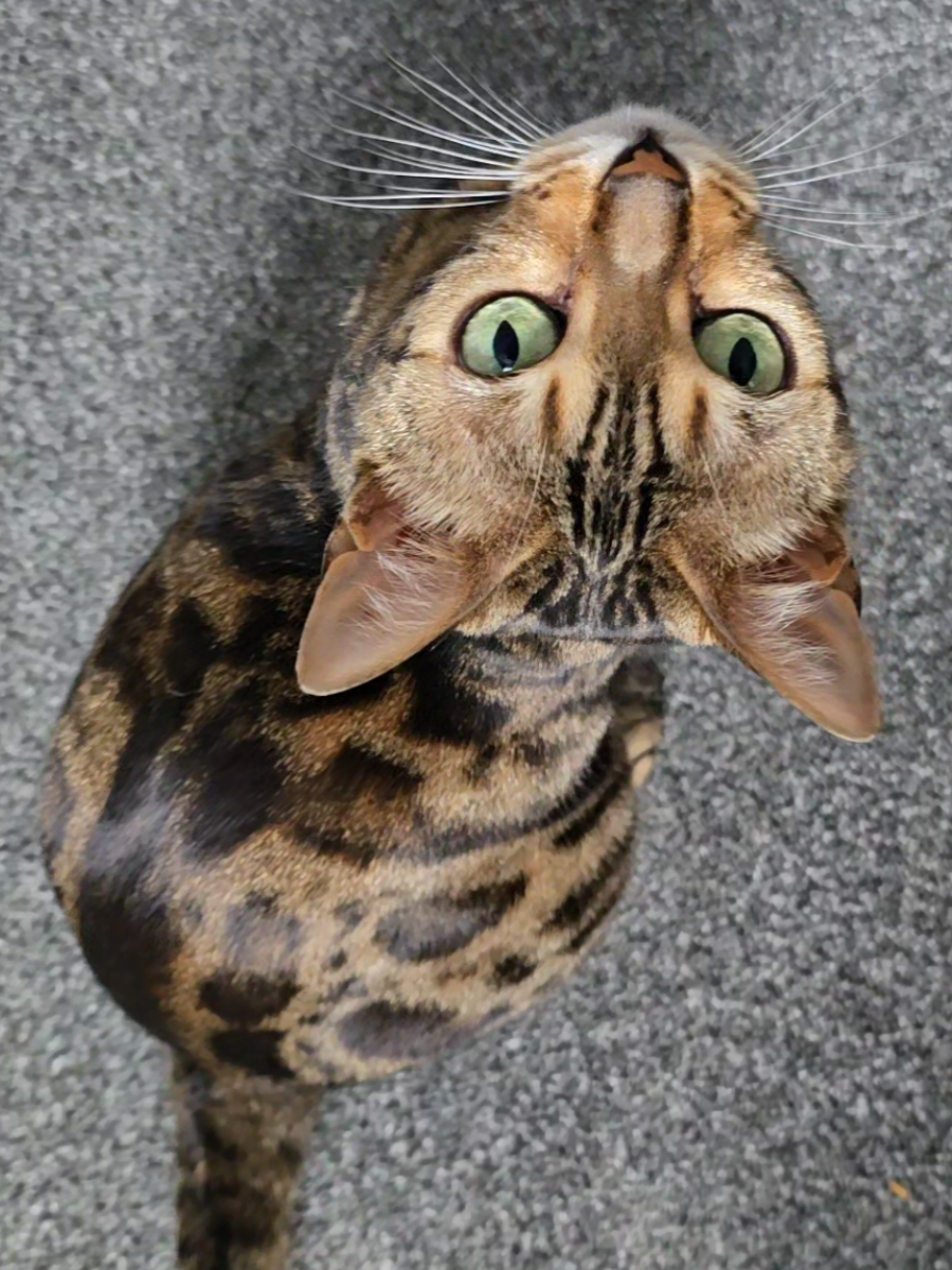 @Paris the Bengal cat