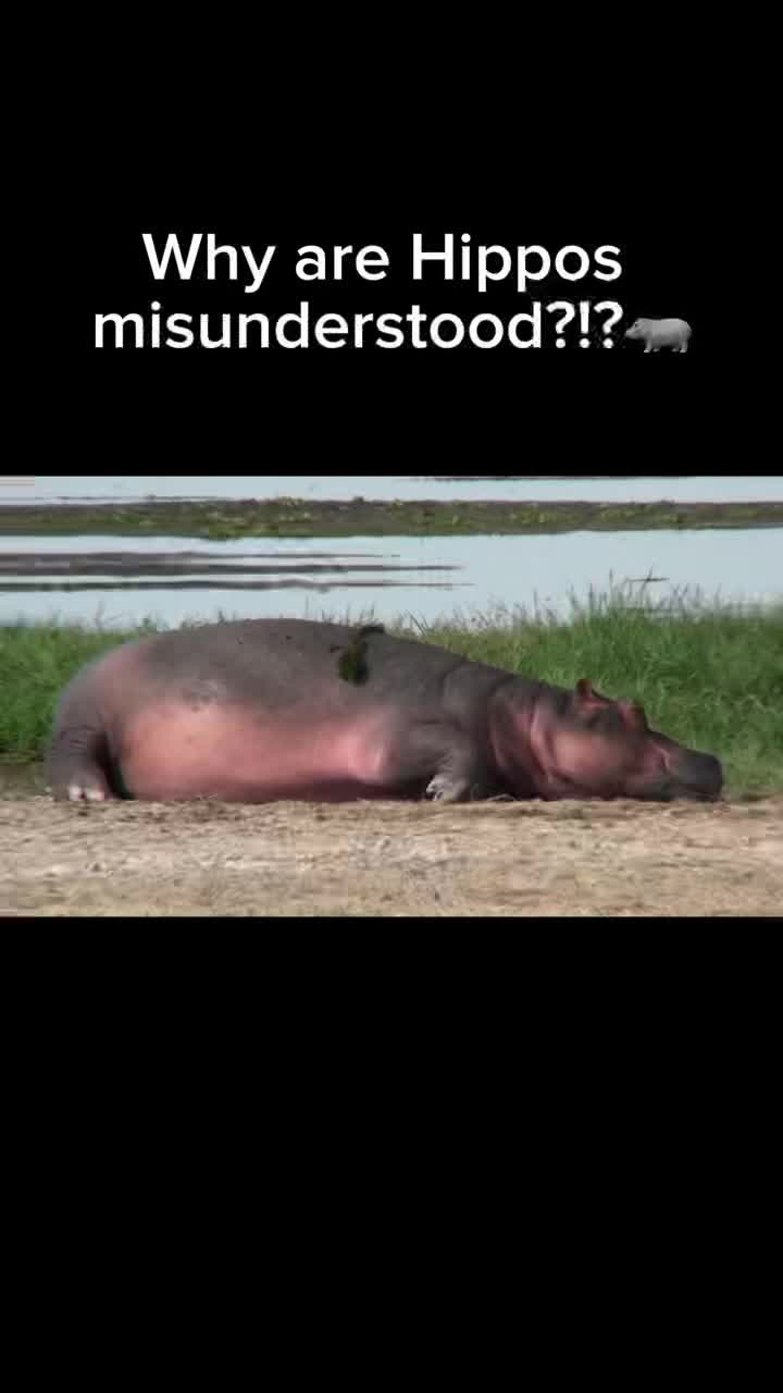 @babyhippoco