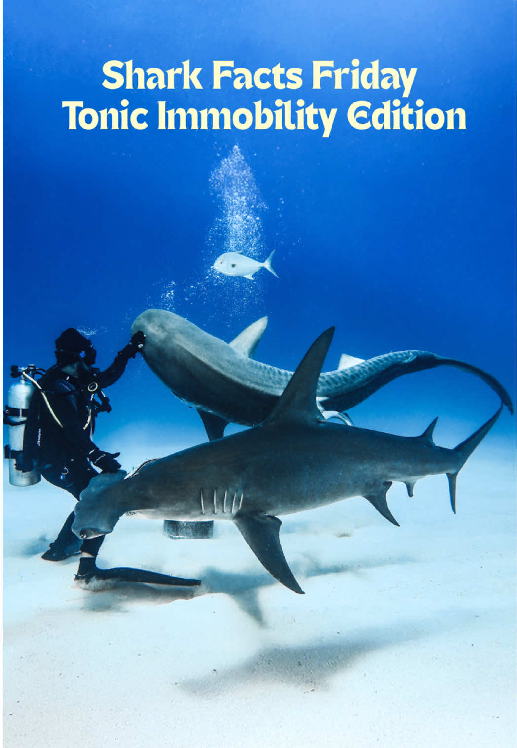 @Gillian Shark