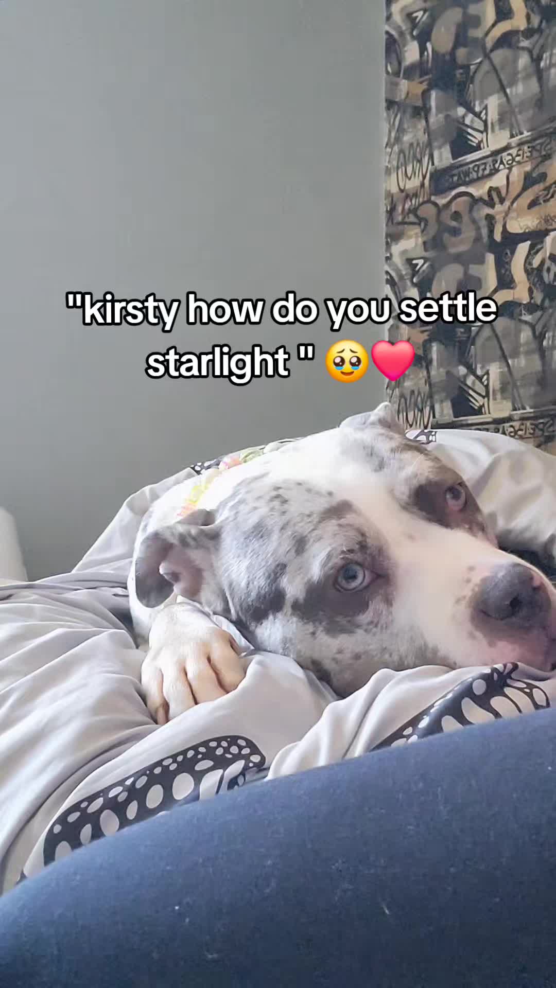 @kirsty+starlight the xl bully