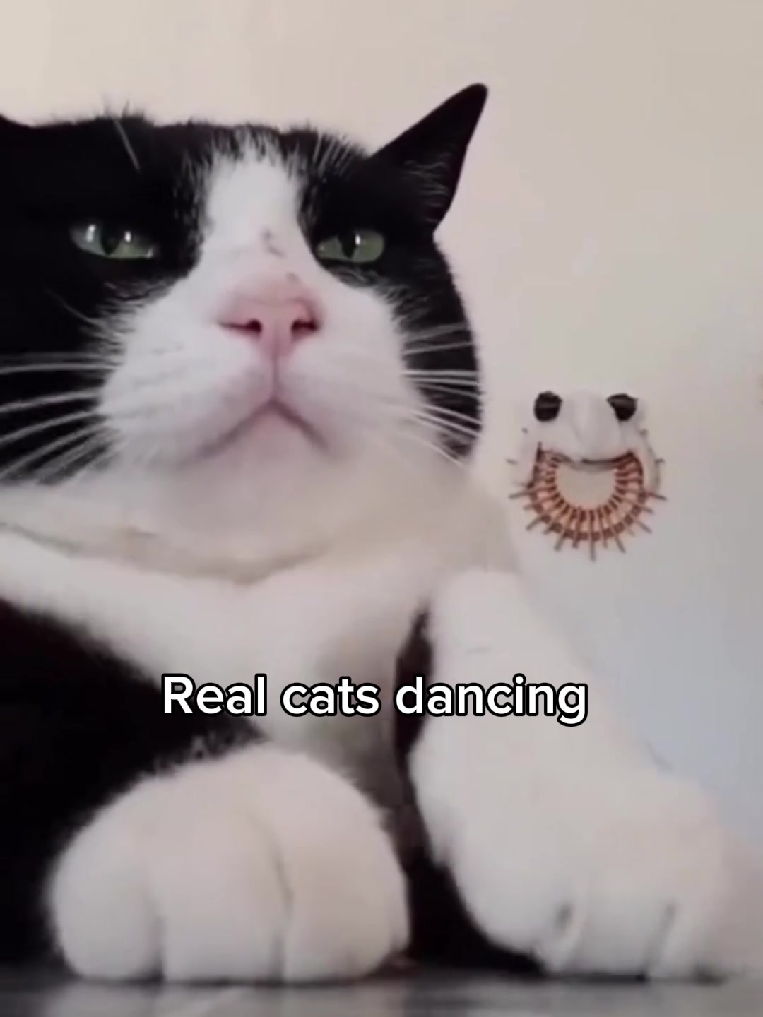 @𝗖𝗔𝗧𝗦
