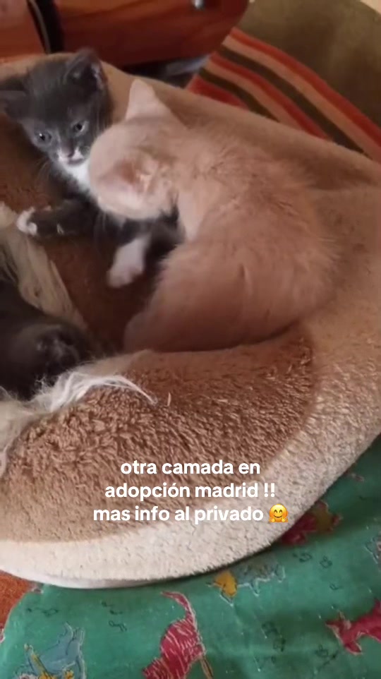 @huellitas por casa